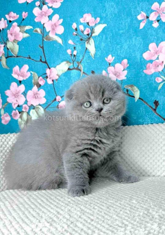 Kevin Scottish Fold Plushy Teddy Bear Blue Color photo 16