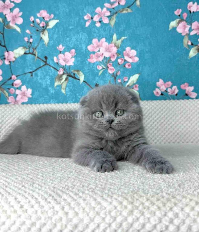 Kevin Scottish Fold Plushy Teddy Bear Blue Color photo 2