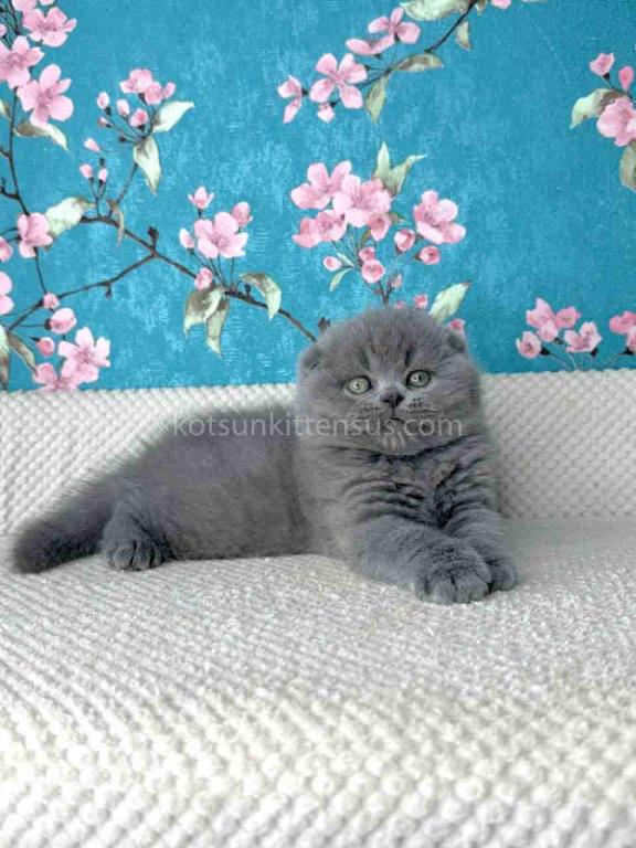 Kevin Scottish Fold Plushy Teddy Bear Blue Color photo 15