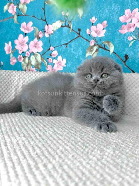 Kevin Scottish Fold Plushy Teddy Bear Blue Color photo 14