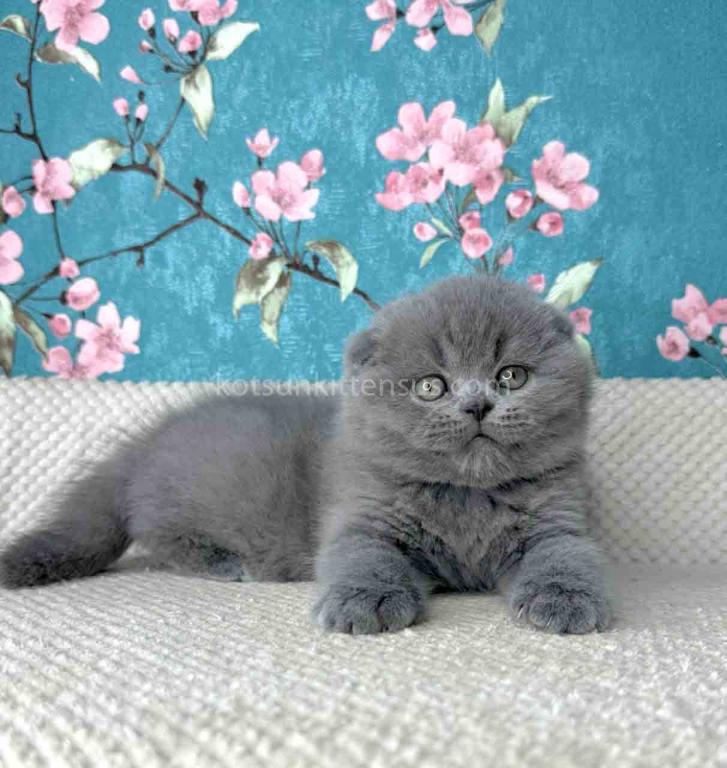 Kevin Scottish Fold Plushy Teddy Bear Blue Color photo 22