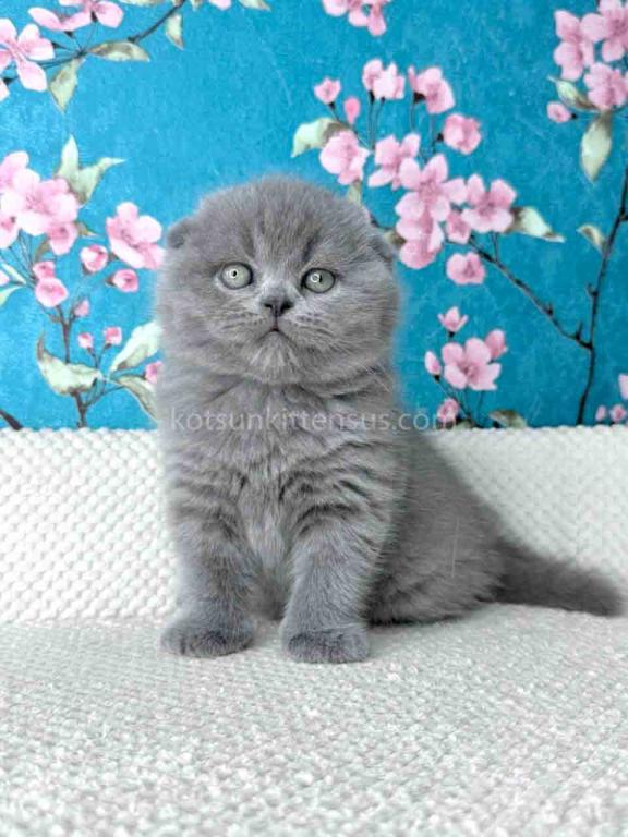 Kevin Scottish Fold Plushy Teddy Bear Blue Color photo 18