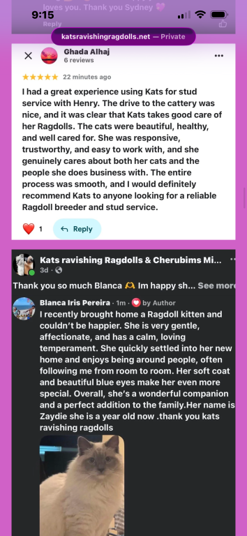 Kats Ravishing Ragdolls 2 Kittens photo 14