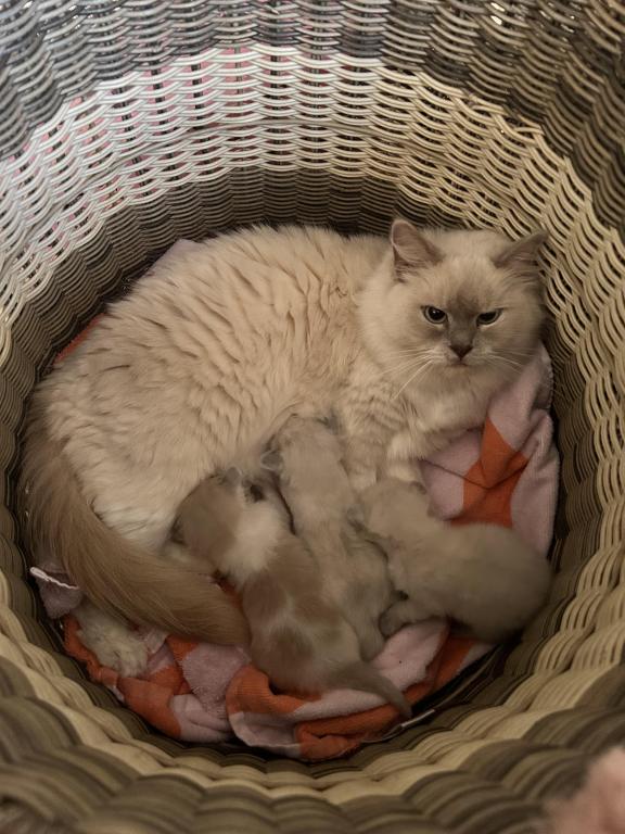 Kats Ravishing Ragdolls 2 Kittens photo 5