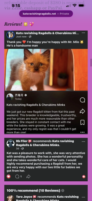 Kats Ravishing Ragdolls 2 Kittens photo 15