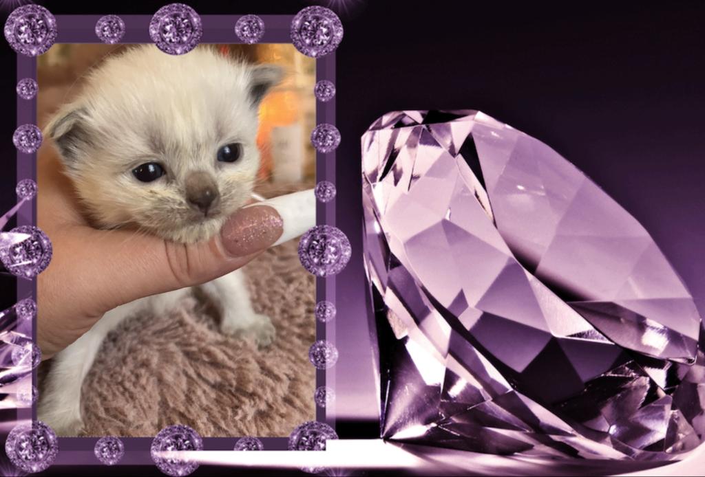 Kats Ravishing Ragdolls 2 Kittens photo 4