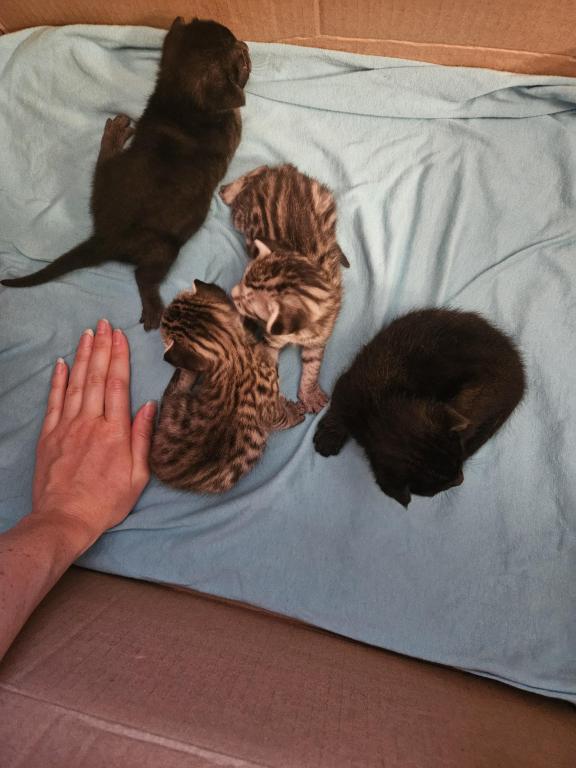 Bengal Kittens Silver And Smoke photo 20