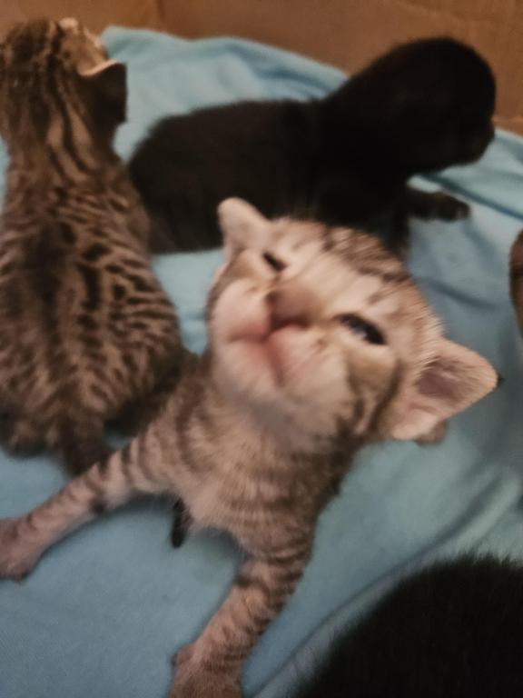 Bengal Kittens Silver And Smoke photo 18
