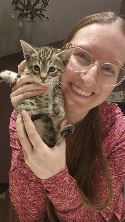 Bengal Kittens Silver And Smoke photo 17