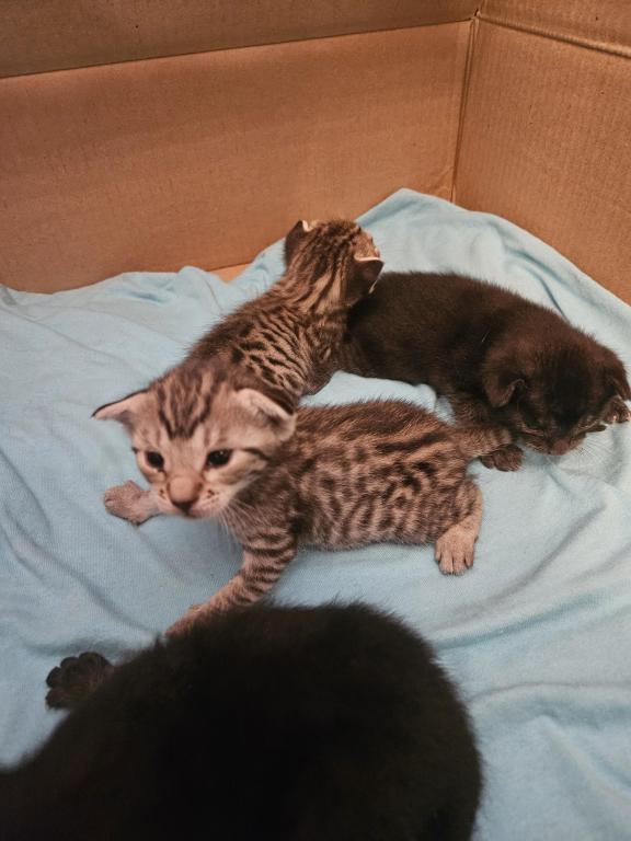 Bengal Kittens Silver And Smoke photo 21