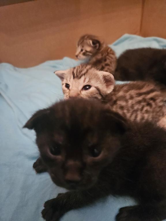 Bengal Kittens Silver And Smoke photo 23