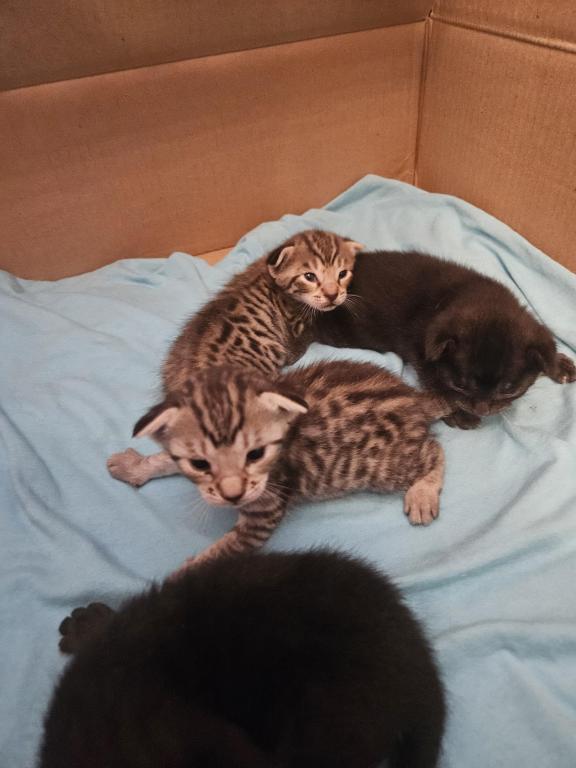 Bengal Kittens Silver And Smoke photo 22