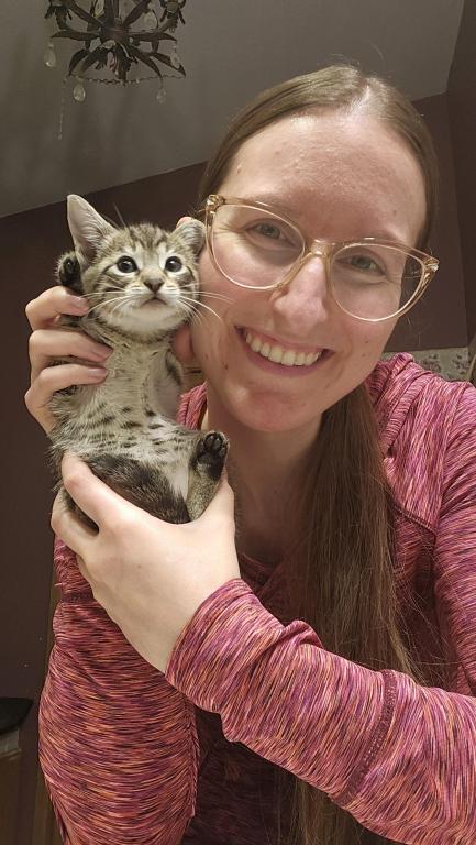 Bengal Kittens Silver And Smoke photo 16