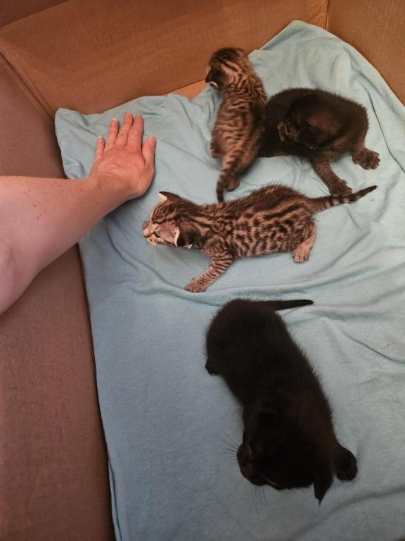 Bengal Kittens Silver And Smoke photo 19
