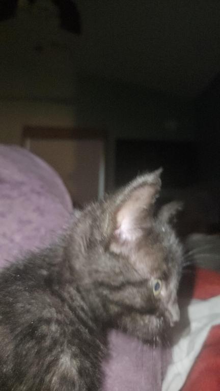Bengal Kittens Silver And Smoke photo 2