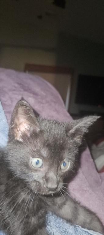 Bengal Kittens Silver And Smoke photo 4