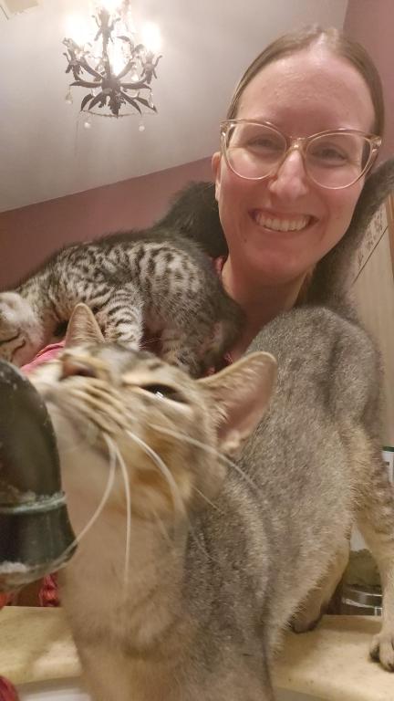 Bengal Kittens Silver And Smoke photo 9