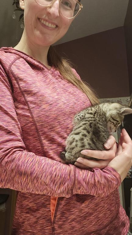 Bengal Kittens Silver And Smoke photo 10