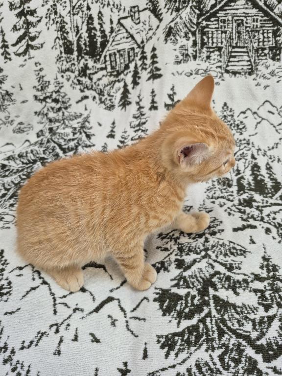 Orange Tabby photo 3
