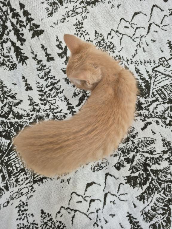 Orange Tabby photo 2