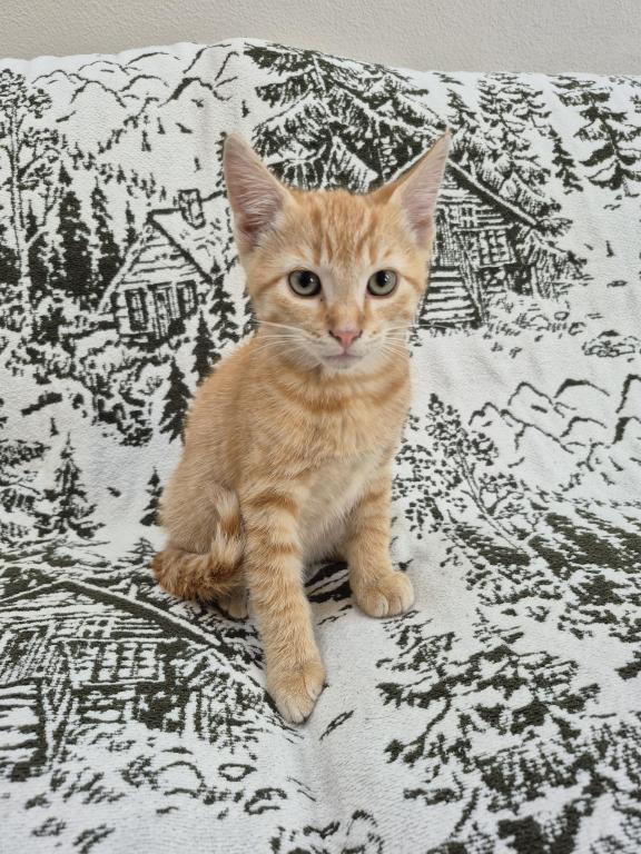 Orange Tabby