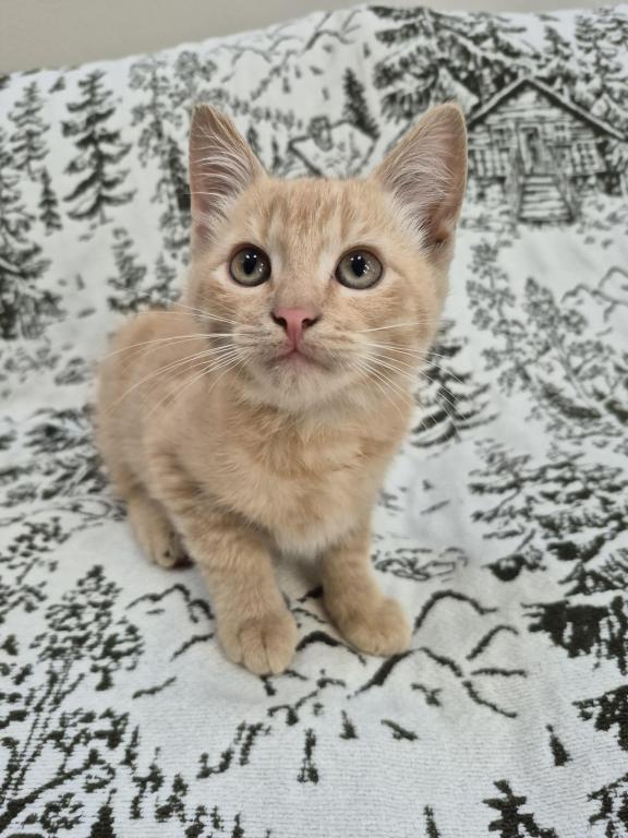 Orange Tabby photo 4