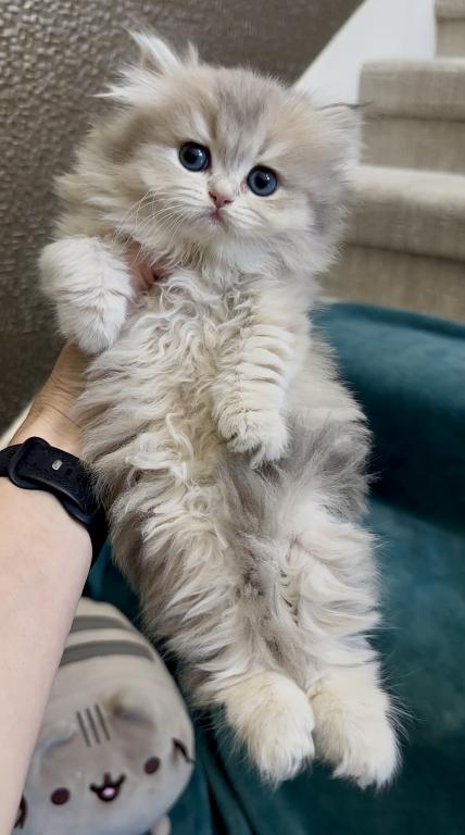 Ollie photo 10