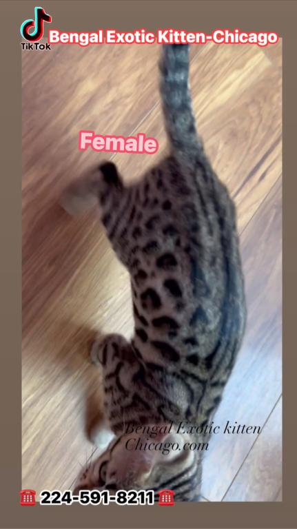 Bengal Kitten  Charcoal Silver  Female photo 5