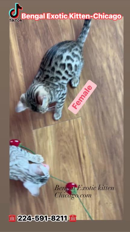 Bengal Kitten  Charcoal Silver  Female photo 4