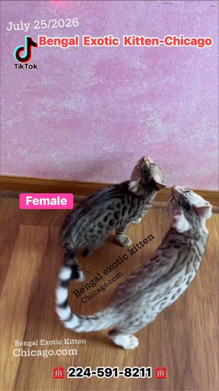 Bengal Kitten  Charcoal Silver  Female photo 3