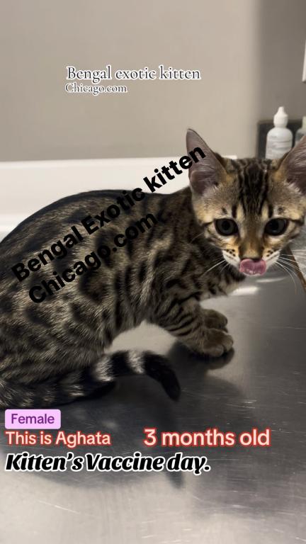 Bengal Kitten  Charcoal Silver  Female photo 1