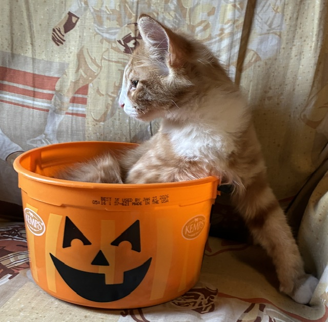 Cheeto photo 3