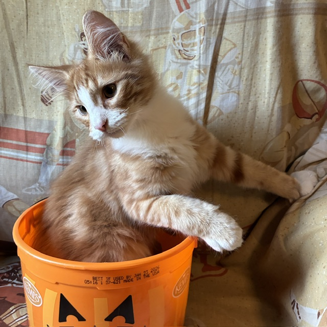 Cheeto photo 1