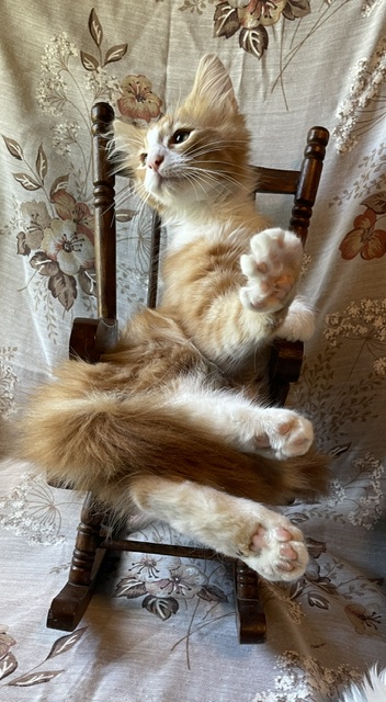 Cheeto photo 7