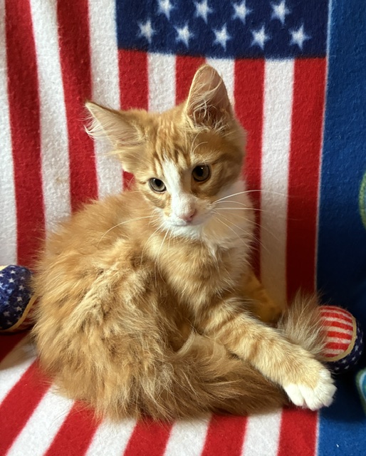 Cheeto photo 5