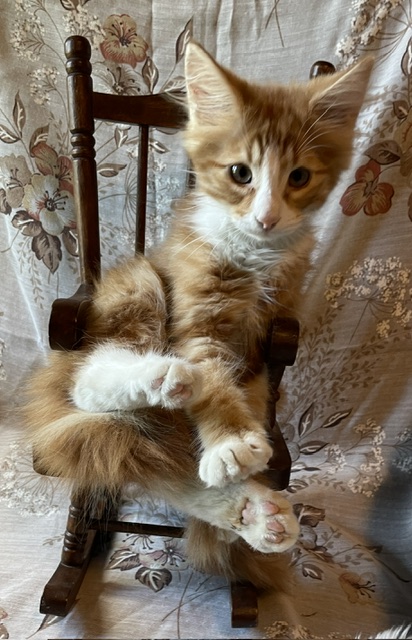 Cheeto photo 8