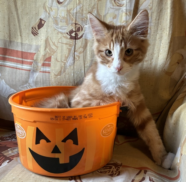Cheeto photo 2