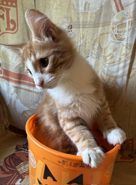 Cheeto photo 4