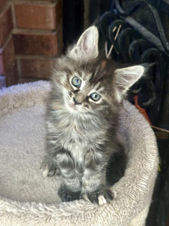 Polydactyl Maine Coon photo 6