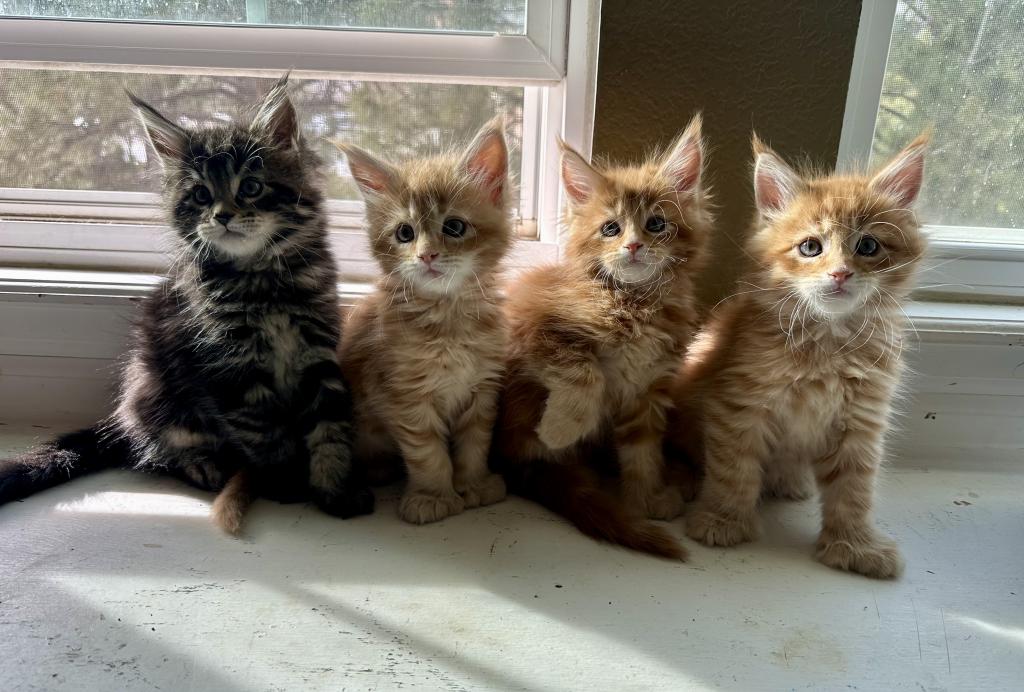Polydactyl Maine Coon photo 5