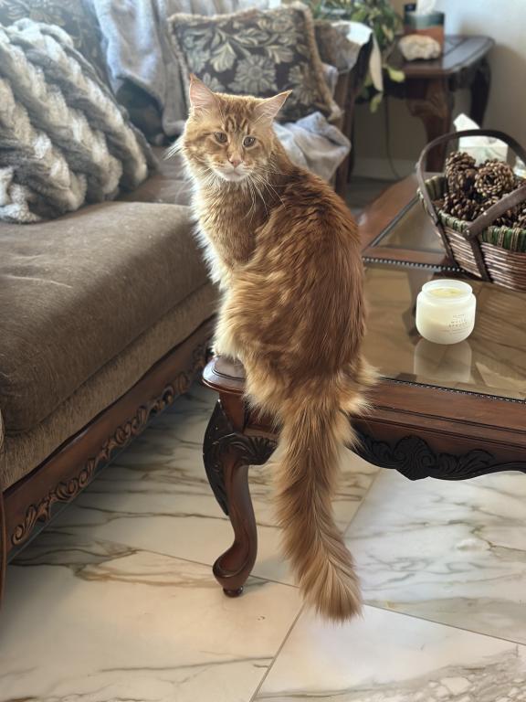 Polydactyl Maine Coon photo 13
