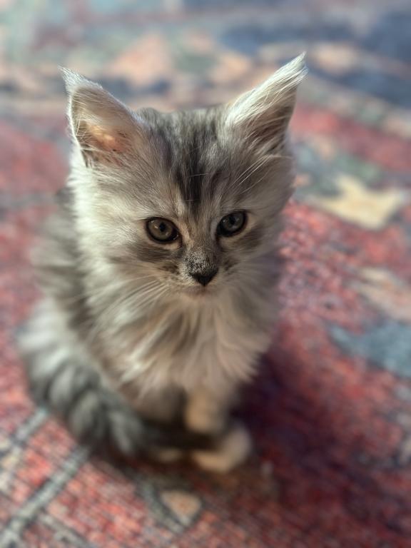 Polydactyl Maine Coon photo 11