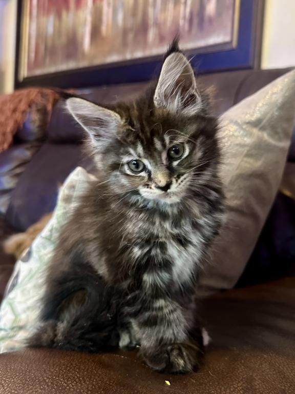Polydactyl Maine Coon photo 9