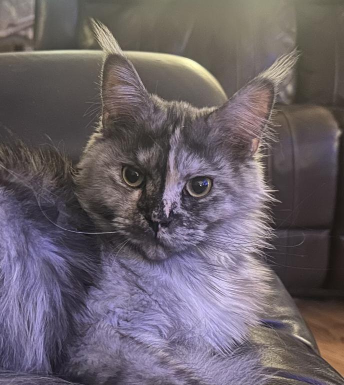 Polydactyl Maine Coon photo 12