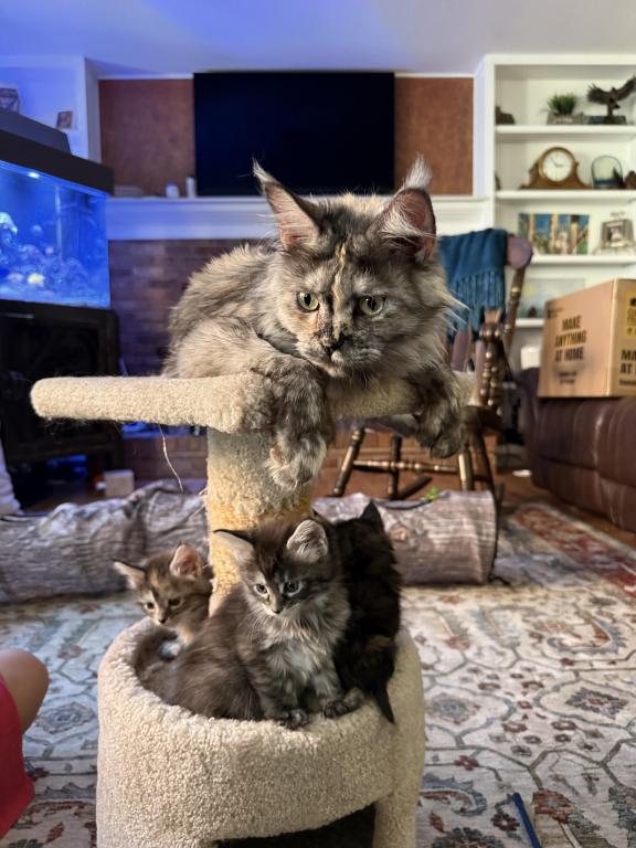 Polydactyl Maine Coon photo 2
