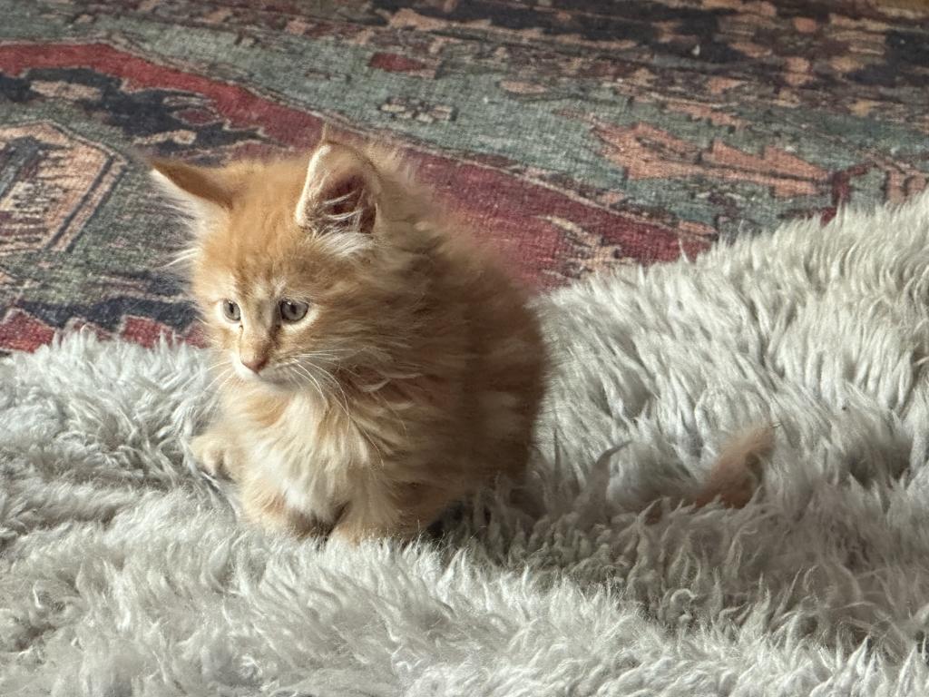 Polydactyl Maine Coon photo 10