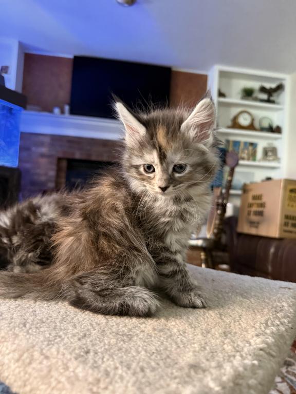 Polydactyl Maine Coon photo 4