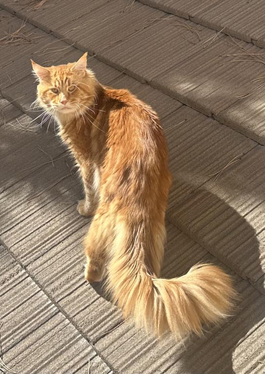 Polydactyl Maine Coon photo 16