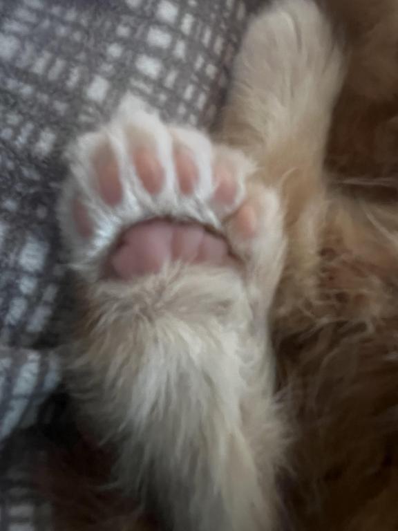 Polydactyl Maine Coon photo 14