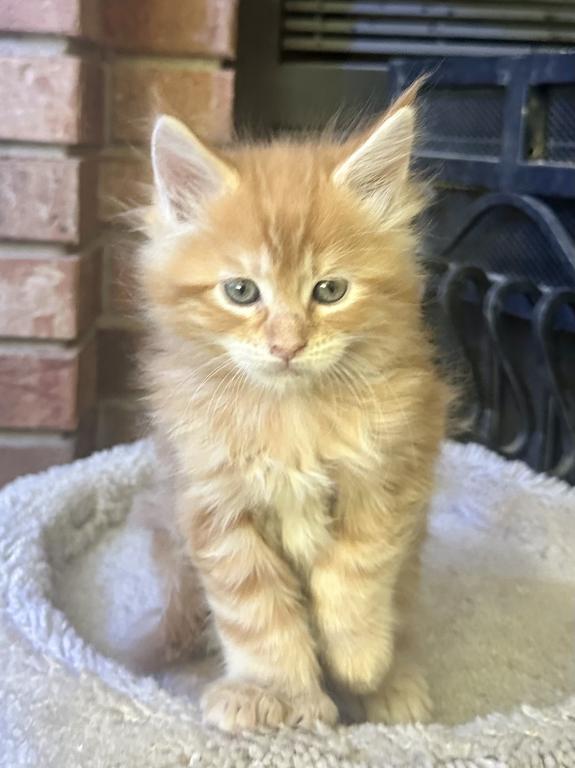Polydactyl Maine Coon photo 7